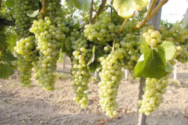 Viticultorii se consideră discriminaţi: 